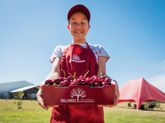 Hall Family Orchards - Son with Cherries
